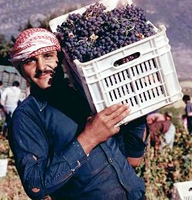 Wine- lebanese,harvest