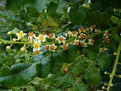 Boswellia sacra tree
