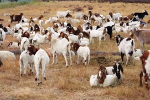 lebanese goats kidnapped by Israel