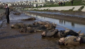 bodies of executed syrians discovered in aleppo