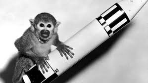 iran monkey to space