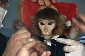 Iranian space monkey