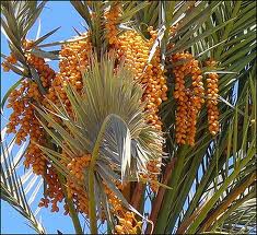 dates palm trees