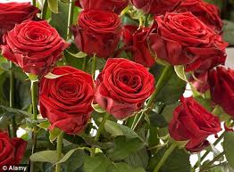 red roses