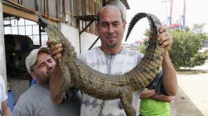 crocodile captured in beirut