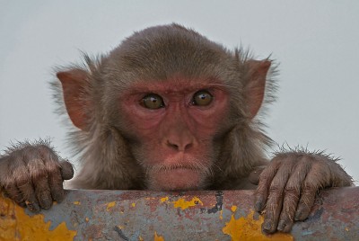 macaques