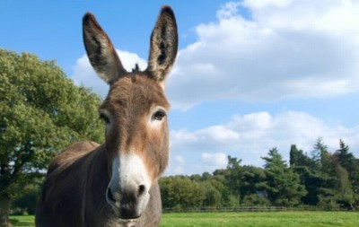 Donkey suide bomber hamas