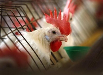 Caged hen feeds at egg farm in San Diego County