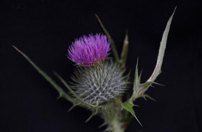The Scottish thistle is the national symbol of Scotland 