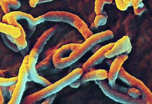 Ebola outbreak deaths pass 5,000