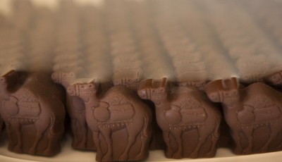 Miniature chocolate camels are displayed at Al Nassma's Camelicious camel farm store in Dubai. Dubai's Al Nassma, the world's first brand of chocolate made with camels' milk, intends to expand into Arab markets Japan and the US.    