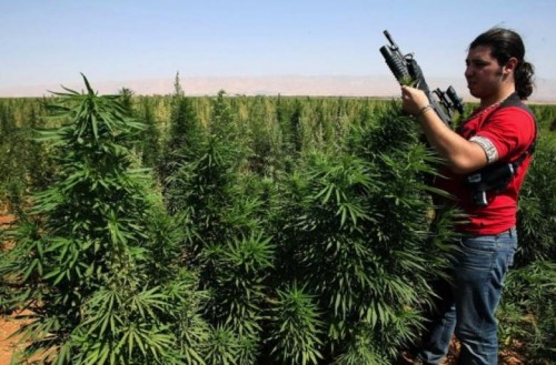 An armed bodyguard inspects a field of Cannabis plants in the village of Knaysseh in the Bekaa Valley in Lebanon on July 30, 2008. (Photo: AFP/Getty Images- Ramzi Haidar)