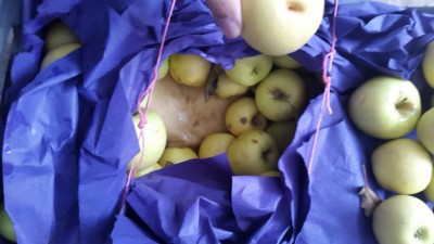 hashish being smuggled inside apple shipment