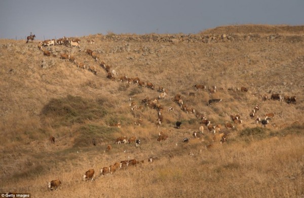 Israeli Troops Stole A Herd Of Cattle But Failed To Abduct Lebanese Shepherds Ya Libnan