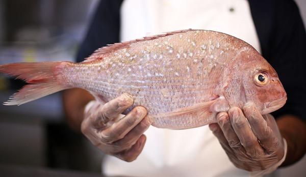 Government Implements Limit On NZ Snapper Catch