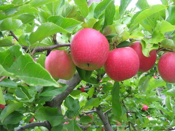 lebanese-apples