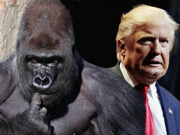 trump-gorilla