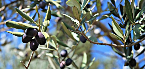 Lebanese olives , SOURI type