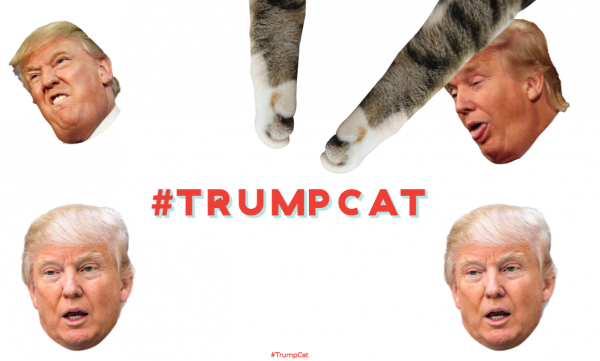 kitten-feed trump cat