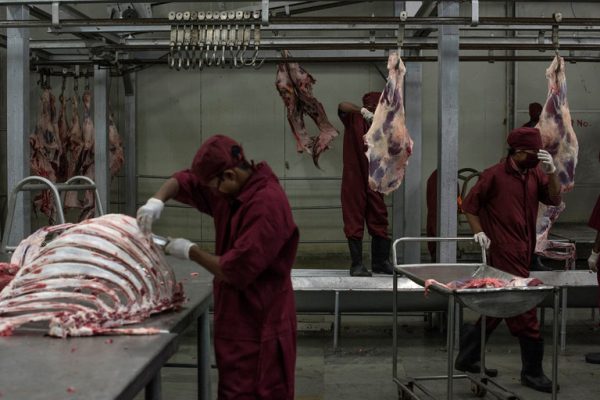 Beef  being processed in the Indian state of Uttar Pradesh. Credit Andrea Bruce for The New York Times 