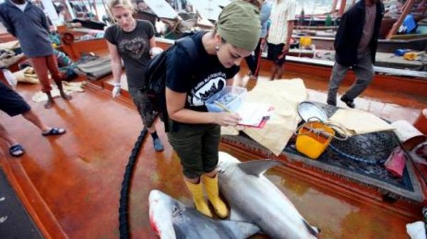 UAE-based Lebanese scientist, founder and lead scientist at Gulf Elasmo Project, Dr. Rima Jabado, is determined to save sharks in the Arab region