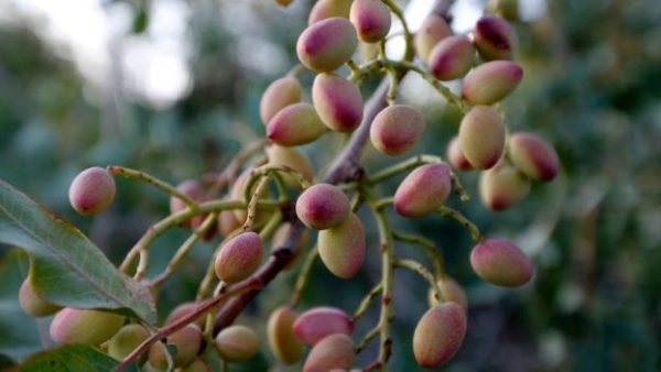 Pistachio plants grow best in arid climates but that leave crops vulnerable to water shortages 