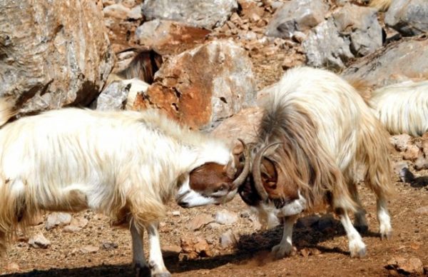 lebanese goats