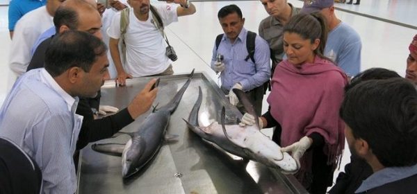 UAE-based Lebanese scientist, founder and lead scientist at Gulf Elasmo Project, Dr. Rima Jabado, is determined to save sharks in the Arab region. In her opinion, we fear sharks mainly because we have come to see them as ferocious predators due to the way the media portrays them.  