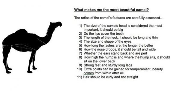 Camel features