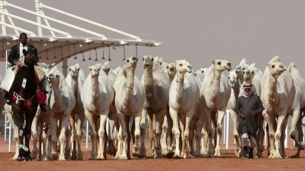 Saudi men lead camels during a beauty contest as part of the annual King Abdulaziz Camel Festival in Rumah, Saudi Arabia, on Friday. A dozen camels were banned from the competition for receiving Botox injections. Fayez Nureldine/AFP/Getty Images