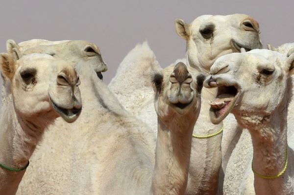 The standards of camel beauty can include delicate ears and long lips. Fayez Nureldine/AFP/Getty Images 
