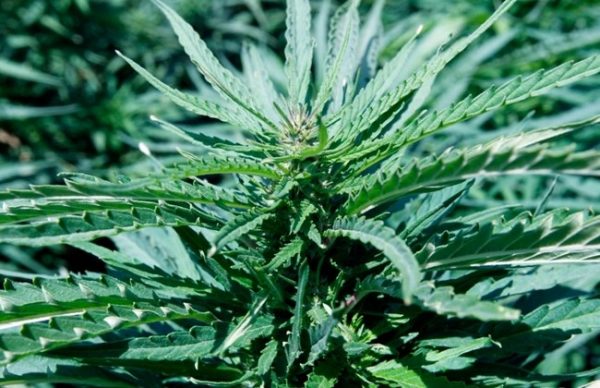 cannabis cultivation lebanon