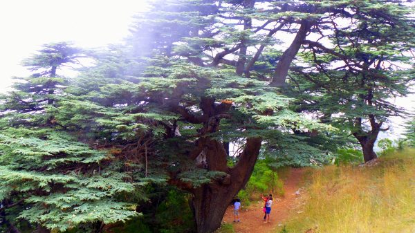 The Chouf Cedar Reserve  is  in the Chouf District of Lebanon. It is located on the slopes of Barouk mountain and has an area of 550 km2 (210 sq mi), nearly 5.3% of the Lebanese territory 