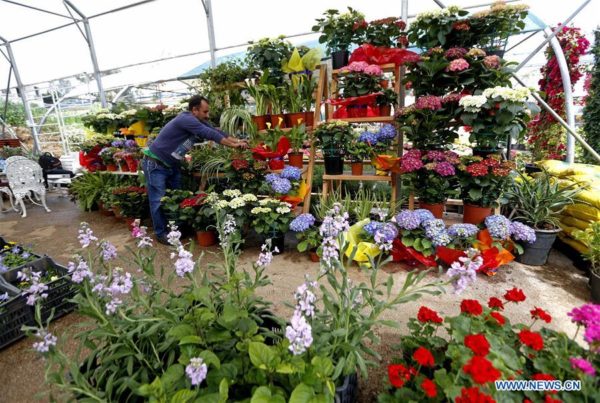 A salesman takes care of flowers in Beirut, capital of Lebanon, March 20, 2019, one day ahead of Mother's Day. The locals celebrate Mother's Day on March 21. (Xinhua/Bilal Jawich) 