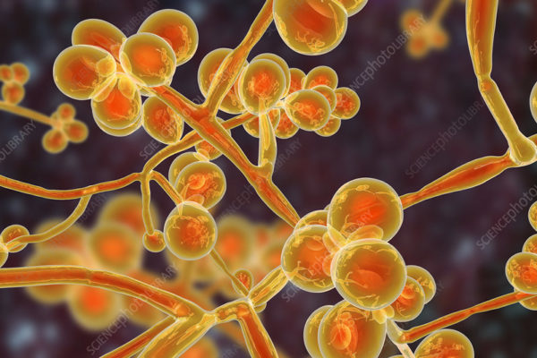 Computer illustration of the unicellular fungus (yeast) Candida auris. C. auris was first identified in 2009. It causes serious multidrug-resistant infections in hospitalized patients and has high mortality rates. It causes bloodstream, wound and ear infections and has also been isolated from respiratory and urine specimens. Most C. auris infections are treatable with antifungals from the echinocandin group of drugs.