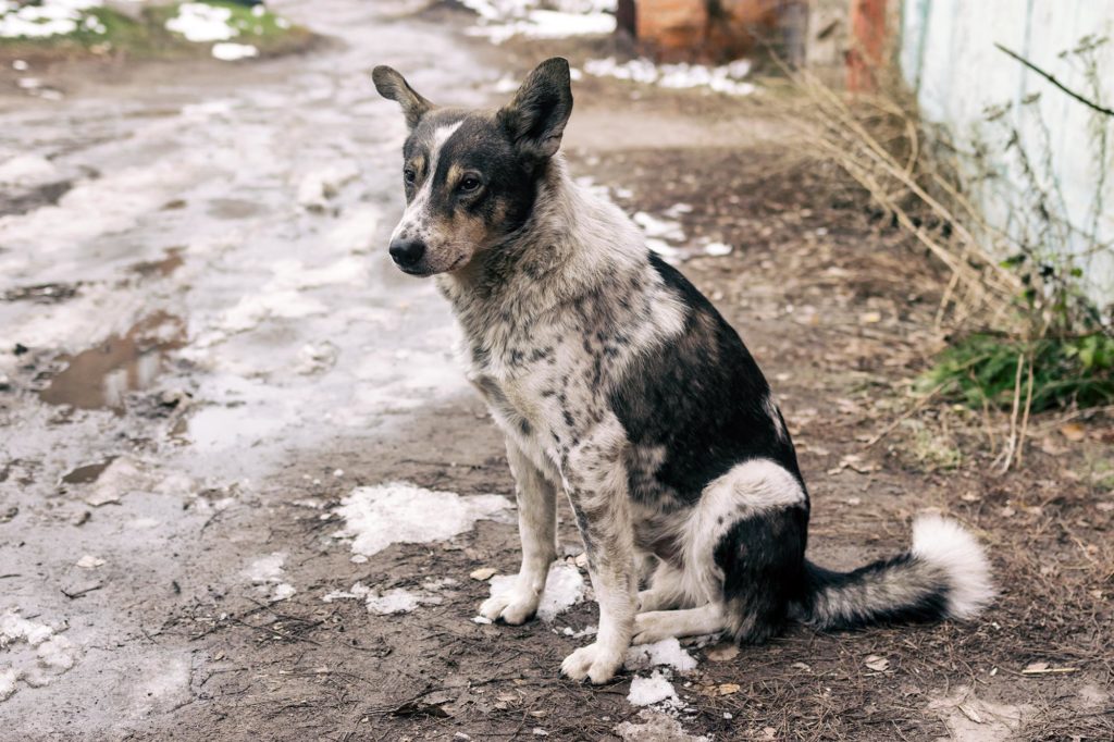 Evidence Of Stray Dogs As Possible Origin Of COVID 19 Pandemic Ya Libnan