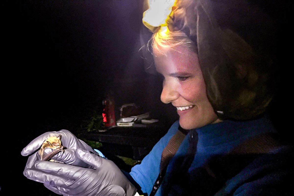 Are bats to blame for the coronavirus crisis? Q&A with wildlife biologist