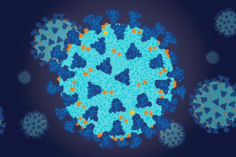 Uncovering why the COVID-19 virus is so infectious and efficiently evades immune responses