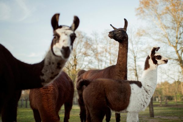 Hunt for an effective treatment for COVID-19 leads to llamas & their special antibodies