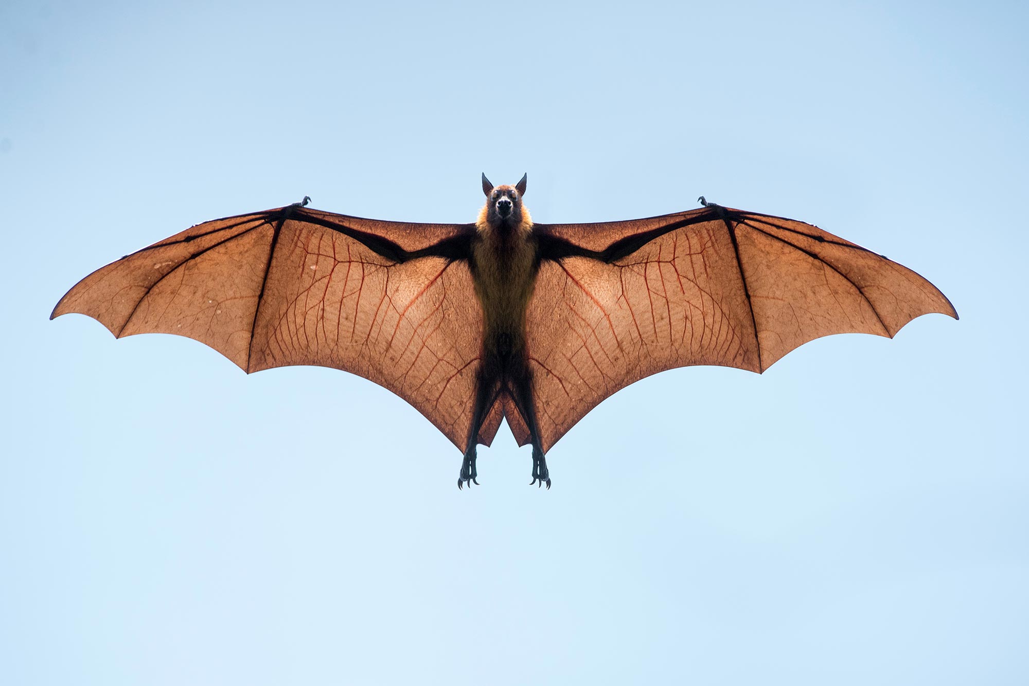 Bats offer clues to treating COVID-19 – secrets to longevity and disease tolerance