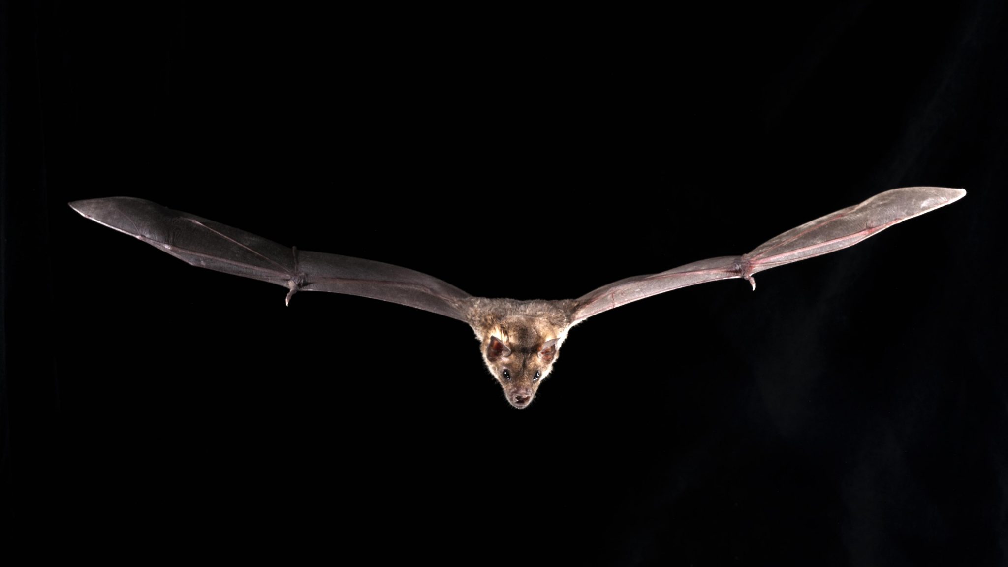 Genetics of bat superpowers revealed: How they fly, survive deadly viruses, resist aging & cancer