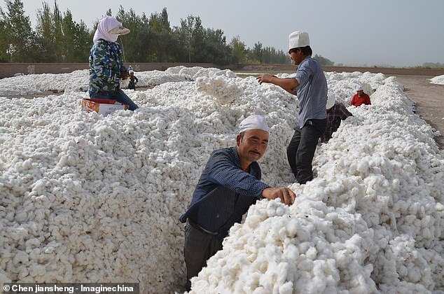 Chinese Regime Forces 570000 Muslim Uighurs To Pick Cotton Ya Libnan 