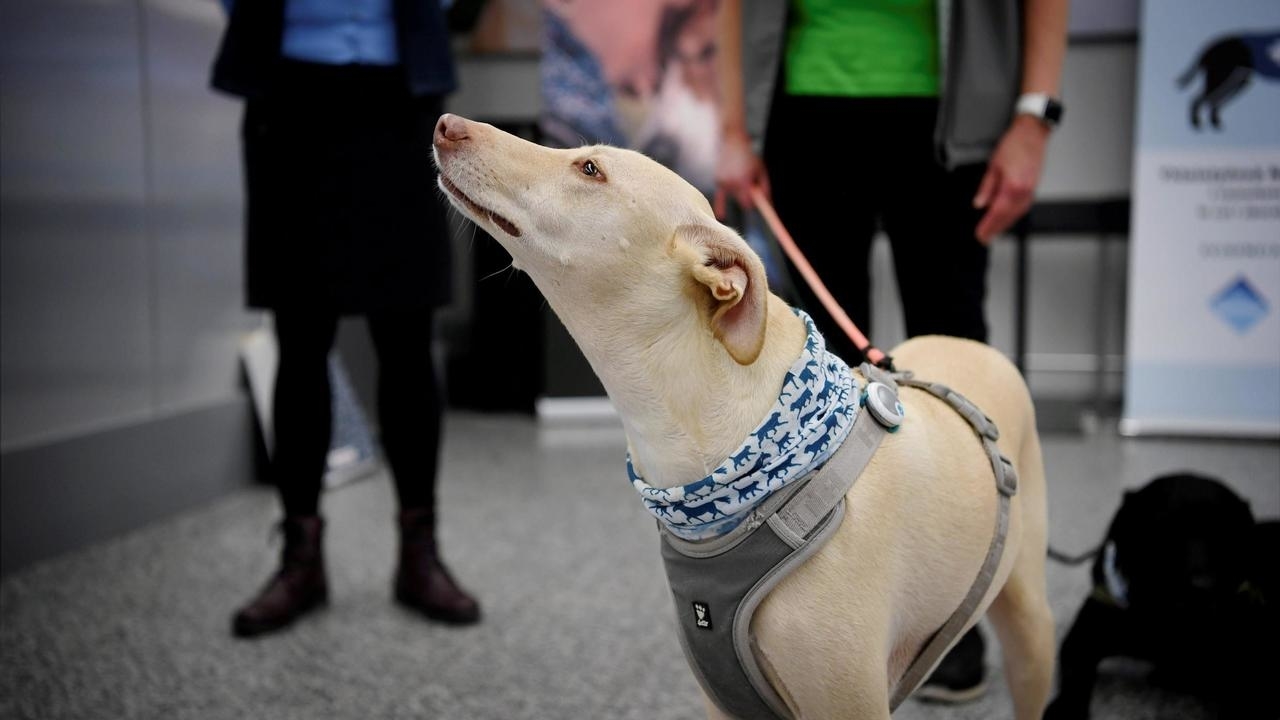 Dogs can detect Covid-positive arrivals, study shows