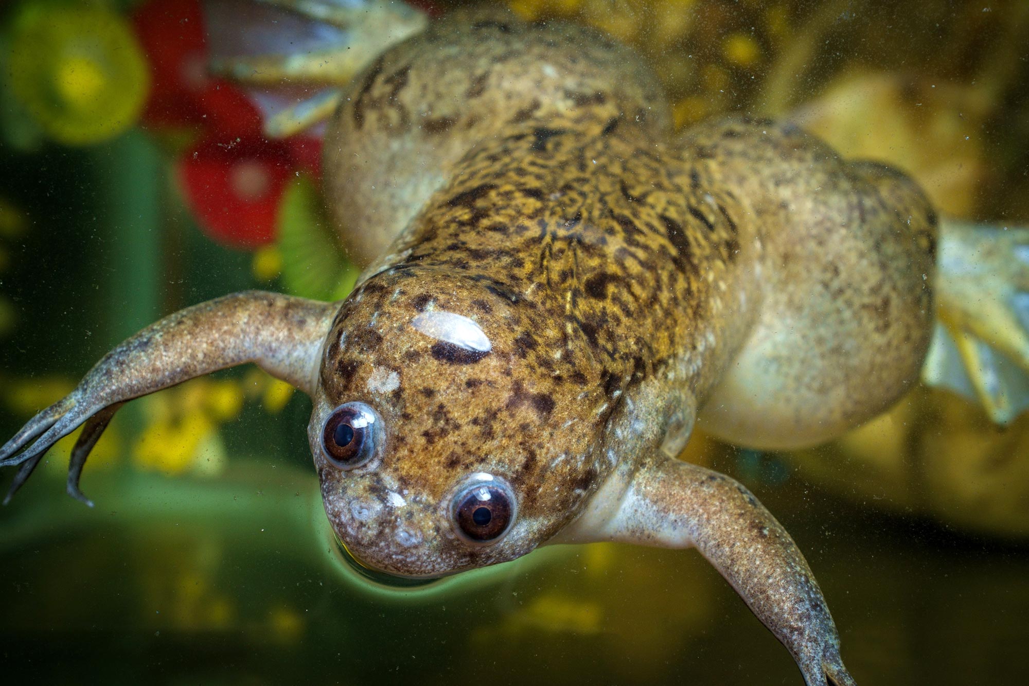 Can humans regrow limbs . An experiment with frogs offers hope