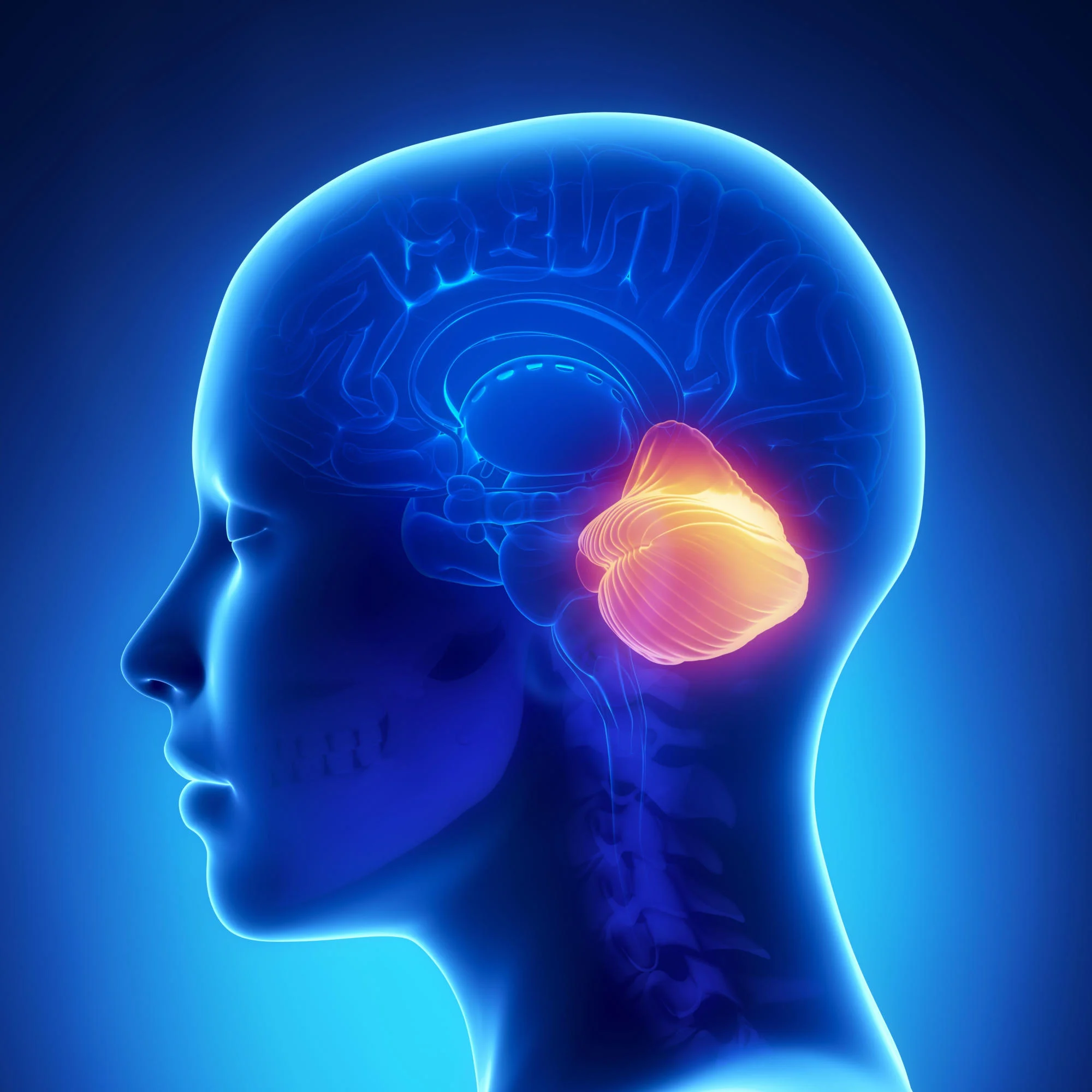 Redefining brain evolution: Unveiling the “little brain’s” role in the ...