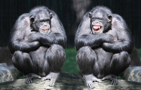 No joke! Apes have a sense of humor just like humans