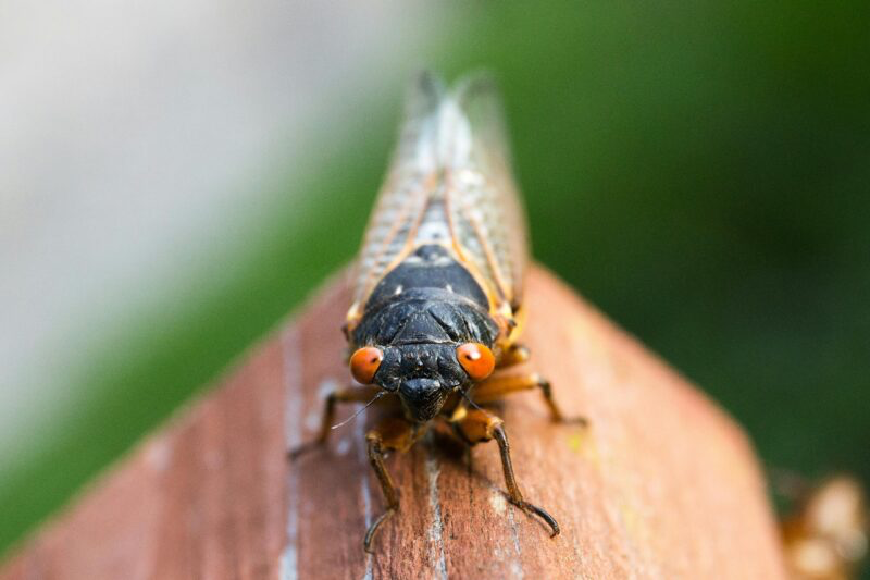 Cicadas by the TRILLIONS emerging this spring across Eastern US